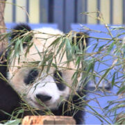 シャンシャン　上野動物園