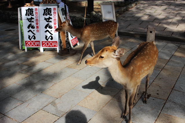 奈良公園の鹿は観光客激減で鹿せんべいもらえず「飢えている？」「健康になっている？」