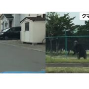 クマ